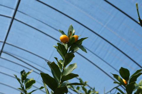 コノハナイロPOTAGE 金柑と馬告(マーガオ)|miniギフトセット（1種類×3パック）