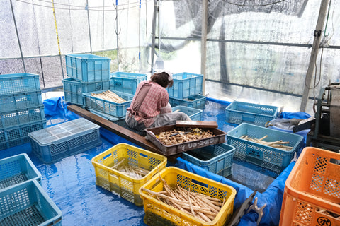 コノハナイロPOTAGE 水田ごぼうと柚子胡椒|miniギフトセット（1種類×3パック）