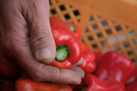 コノハナイロPOTAGE 赤のカラーピーマンとクミン|miniギフトセット（1種類×3パック）