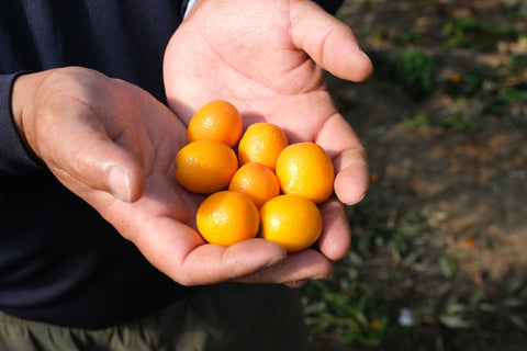 コノハナイロPOTAGE 金柑と馬告(マーガオ)|miniギフトセット（1種類×3パック）